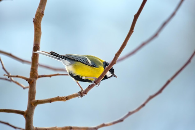 Oiseau Mésange sauvage jaune perché sur une branche d'arbre par une froide journée d'hiver