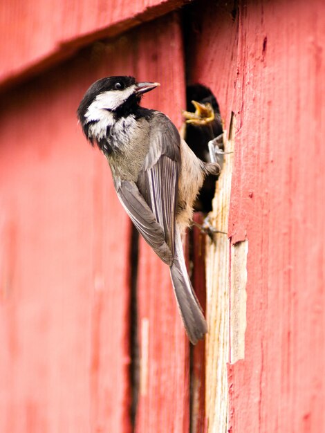 Oiseau Mésange à tête noire perché au-dessus du nid nourrir les jeunes