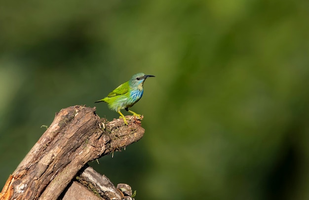 L'oiseau à miel brillant Cyanerpes lucidus