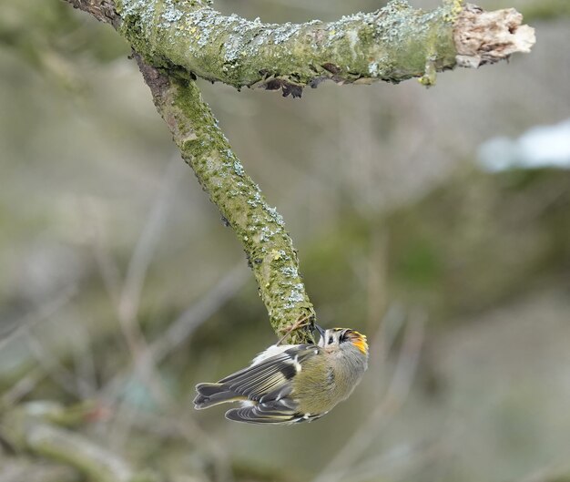 Oiseau mignon goldcrest cueillant du bois sur une branche d'arbre moussu en forme de V