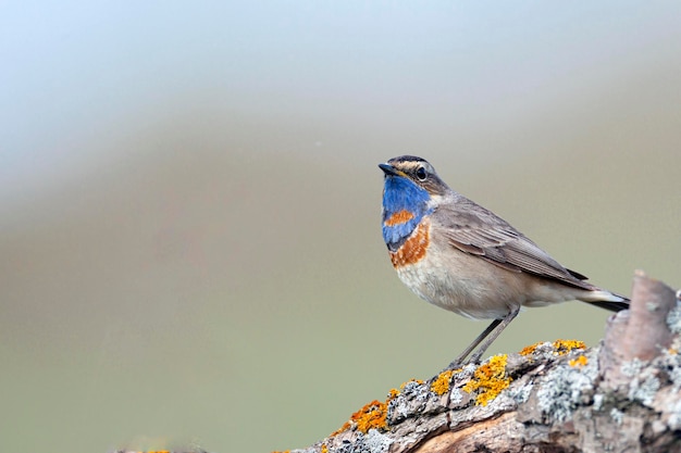 Oiseau mignon, mâle gorgebleue assis sur une branche avec arrière-plan flou, Luscinia svecica...