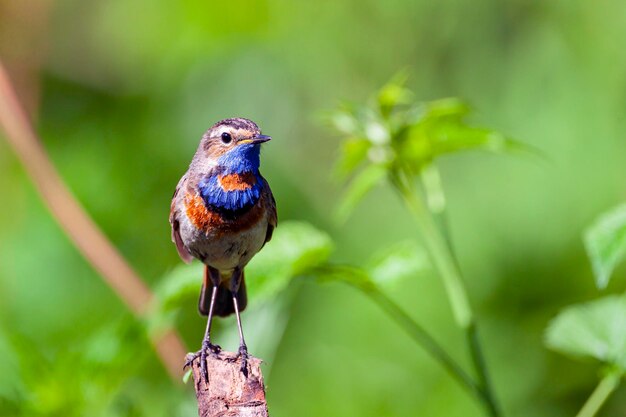 Oiseau mignon un mâle de Gorgebleue à miroir perché sur une branche avec fond vert flou, Luscinia svecica..