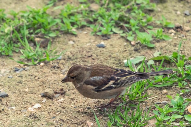 Oiseau moineau au sol