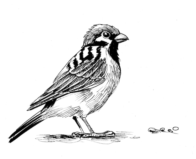 Oiseau moineau. Dessin noir et blanc à l'encre