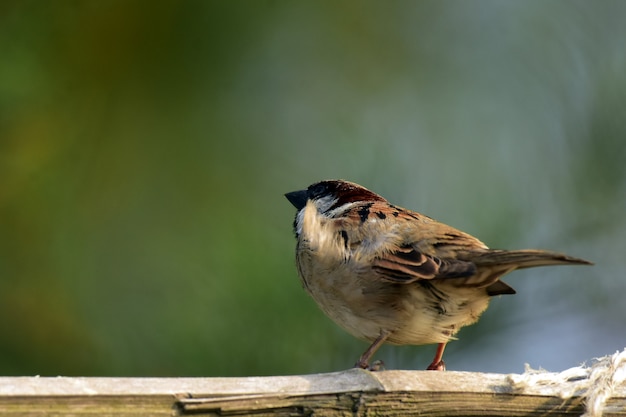 Oiseau moineau du vieux monde sur le bambou