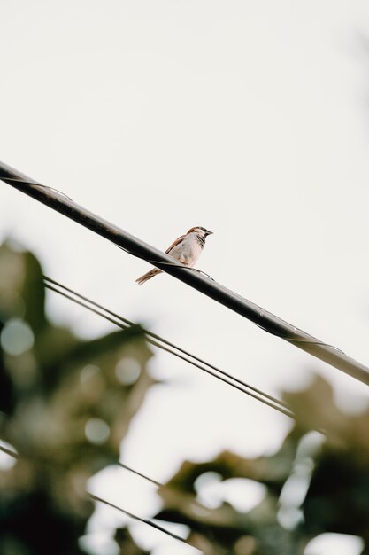 Un oiseau moineau sur un fil électrique avec un fond blanc