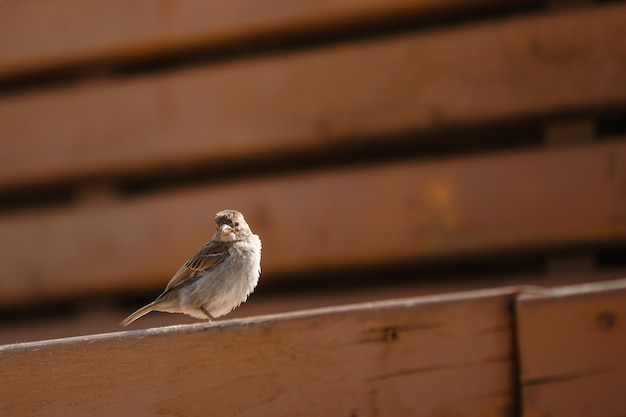 Oiseau, moineau, gros plan, ailes, bec