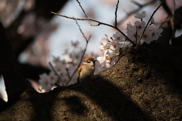 oiseau moineau et japon sakura fleur de cerisier