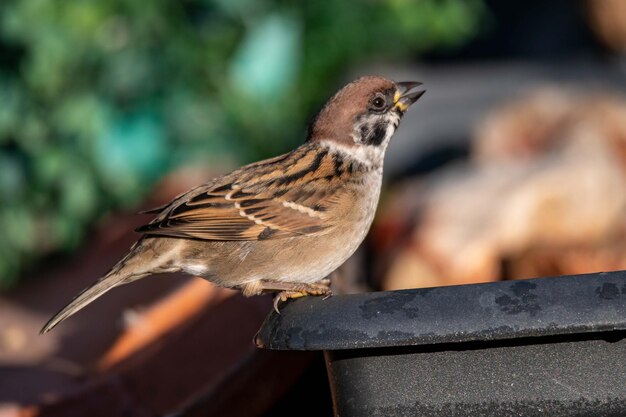 oiseau moineau posé à la recherche de nourriture