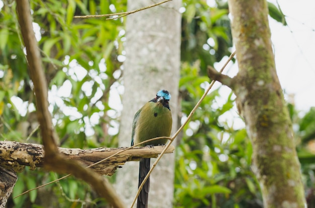 Oiseau Momotus Momota Perché Dans Un Arbre.