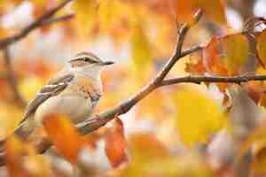 Photo l'oiseau moqueur appelle parmi les feuilles d'automne