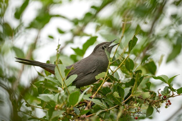 Un oiseau Moqueur chat perché sur une branche d'arbre dans les arbustes d'été en Floride