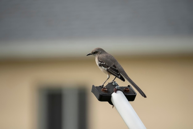 Un oiseau moqueur perché sur un poteau de clôture