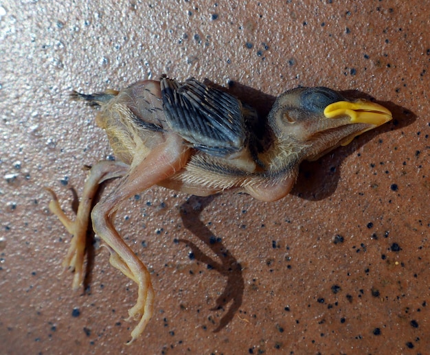 Photo un oiseau mort, un poussin de moineau tombant du nid.