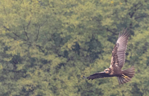 Un oiseau avec le mot aigle dessus