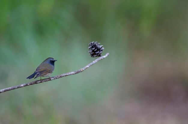 Oiseau Moucherolle à feuilles rugueuses (Ficedula strophiata) dans nature Thaïlande