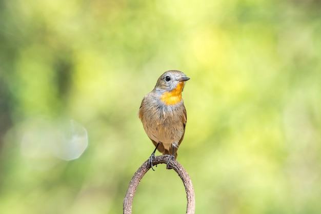 Photo oiseau (moucherolle à gorge rousse, moucherolle de la taïga, ficedula albicilla, ficedula parva)