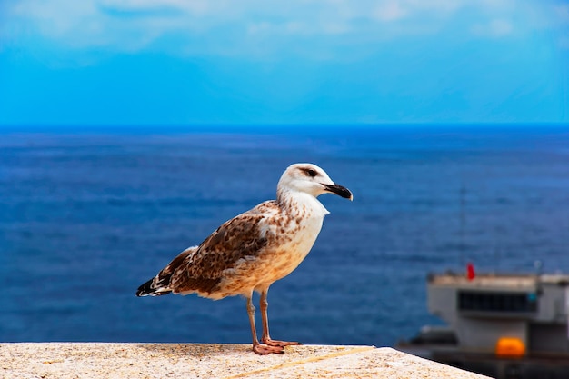 Oiseau mouette au port Hercule de Monaco, sur la Côte d'Azur.