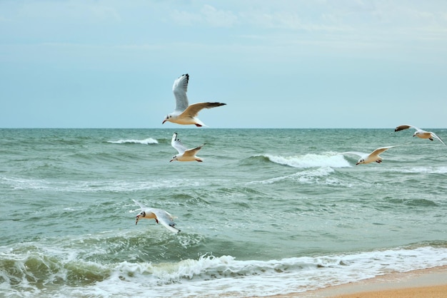 Oiseau Mouette Dans La Mer