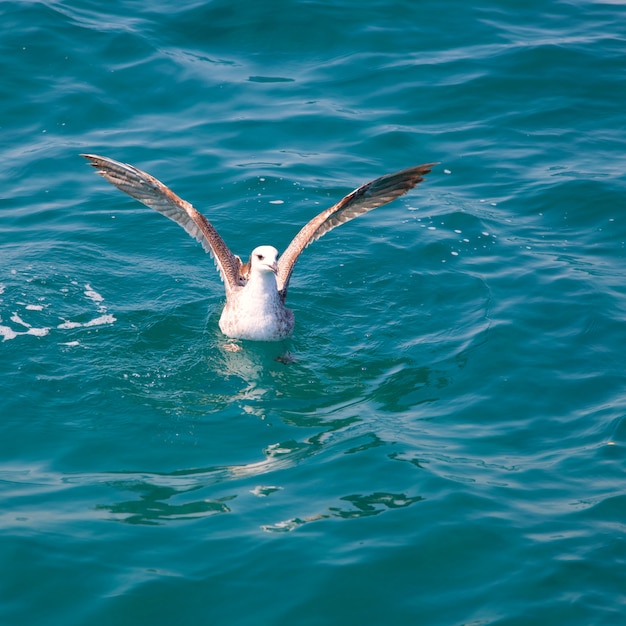 oiseau mouette sur l'eau de mer dans l'océan