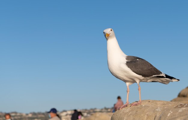 Oiseau mouette à tête blanche debout sur l'espace de copie de fond de ciel de roche