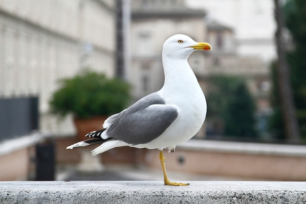 Oiseau mouette