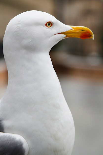 Oiseau mouette