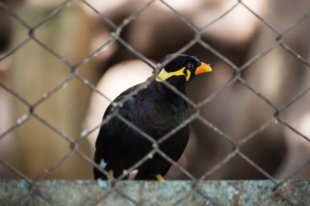 Oiseau de Myna de colline commune dans la cage