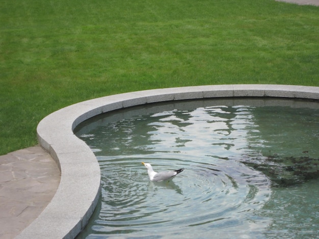 Un oiseau nage dans un étang avec une pelouse verte derrière lui.