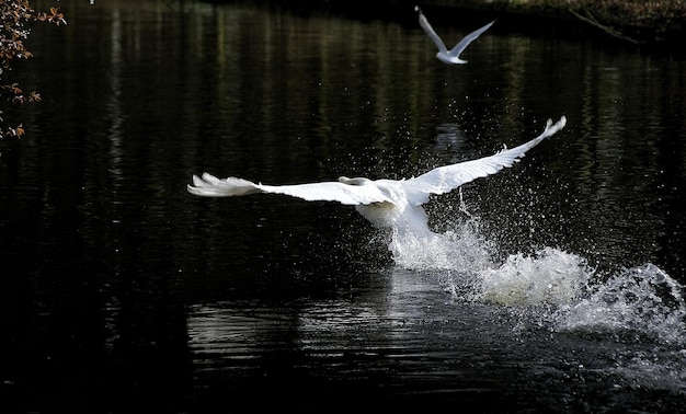 Photo un oiseau nageant dans un lac