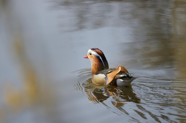 Photo oiseau nageant dans le lac