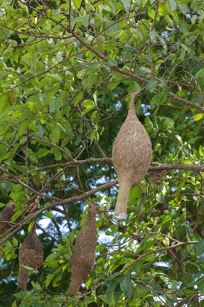 L'oiseau en nid sec sur l'arbre