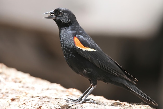 Oiseau noir à ailes rouges