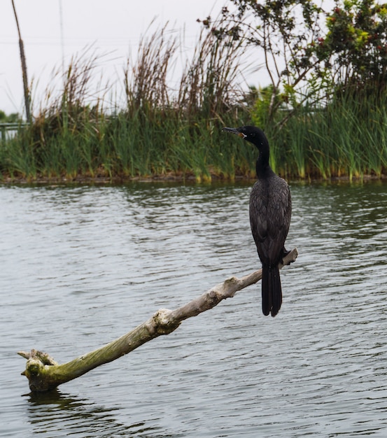 Oiseau noir appelé Cushuri o CormorÃ¡n debout sur des branches avec des plantes totora background à Pantanos de Villa Lima Pérou