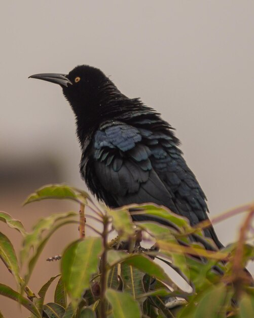Un oiseau noir aux plumes bleues est assis sur une branche.