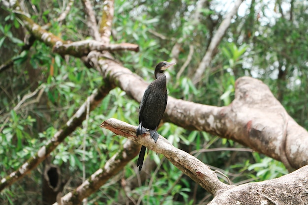 Oiseau noir avec un bec jaune dans la forêt de Thaïlande, Phang Nga.