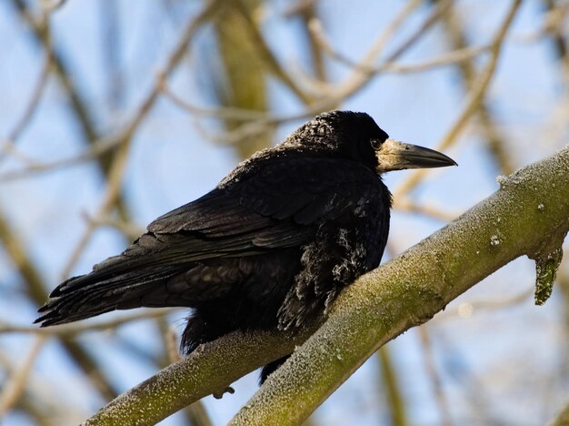 Photo l'oiseau noir sur une branche couverte de neige