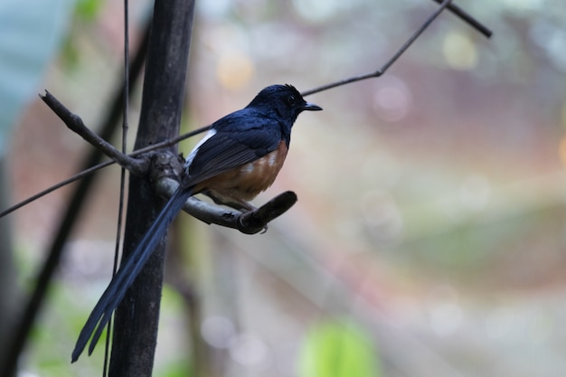 Oiseau noir sur la branche.