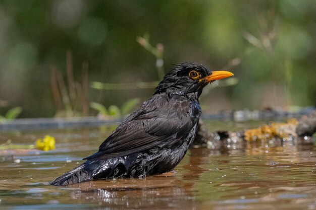 Oiseau noir commun Turdus merula Malaga Espagne