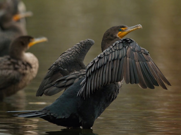 oiseau noir déployant des ailes au-dessus de l'eau