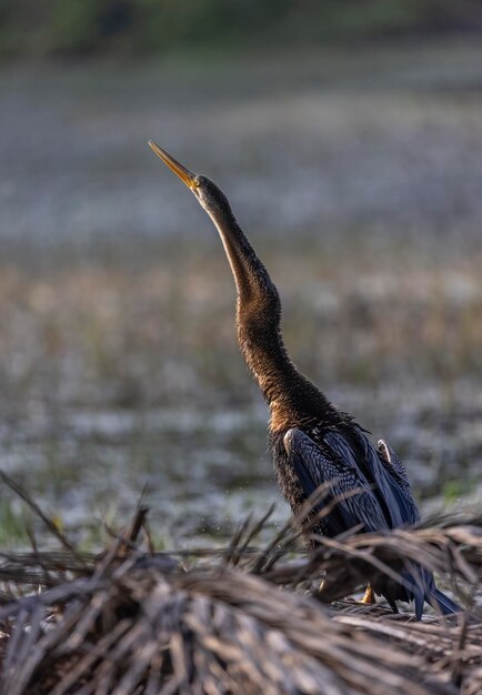 Photo un oiseau noir femelle avec un long bec regarde la caméra.