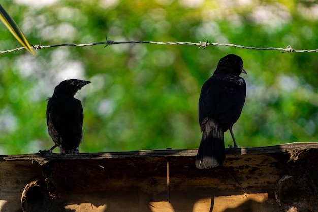 Oiseau noir fin