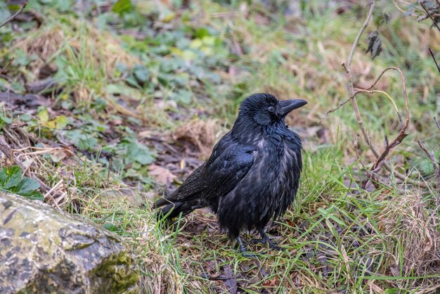 Photo un oiseau noir perché sur un champ