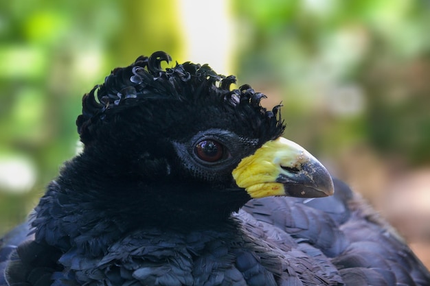Un oiseau noir avec une plume jaune sur la tête