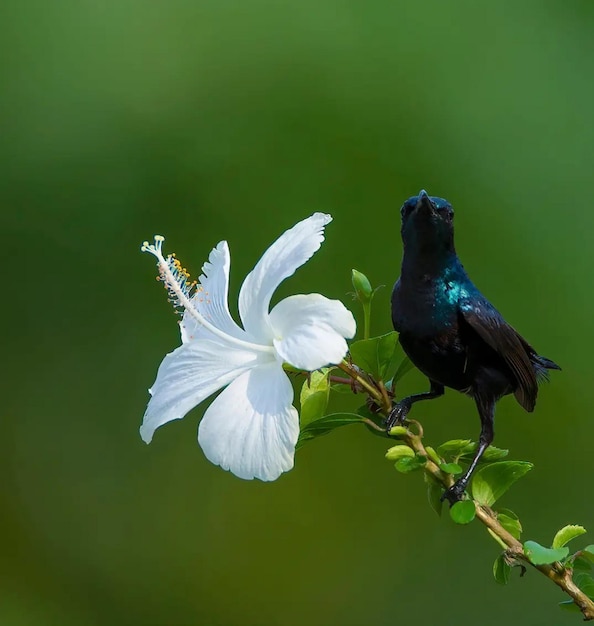 Photo un oiseau noir avec des plumes bleues et une fleur d'hibiscus blanche.