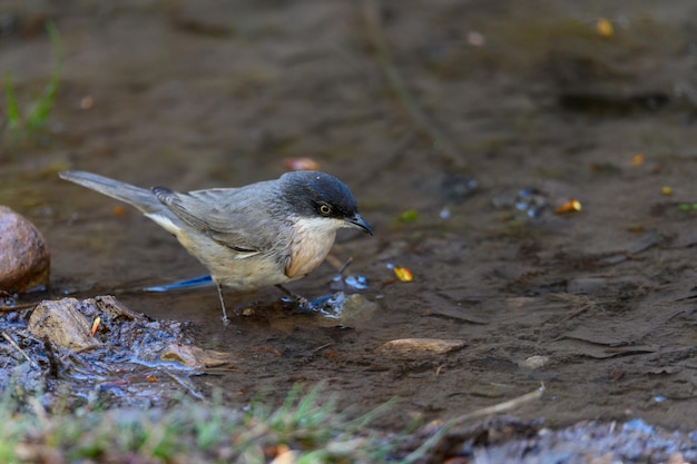 L'oiseau noir ou Sylvia hortensis se préparant à son bain