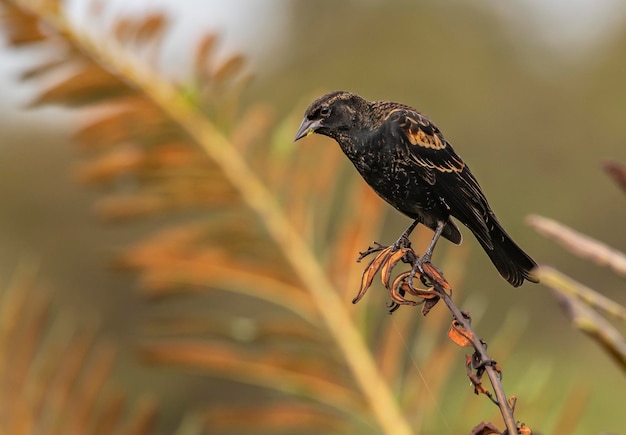 Un oiseau noir avec une tache rouge sur la poitrine est assis sur une branche.