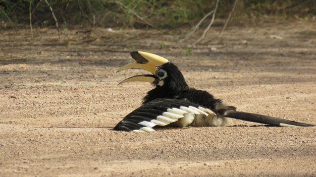 Photo un oiseau noir sur une terre