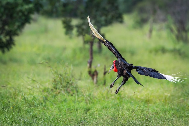 Un oiseau noir volant au-dessus d'un champ