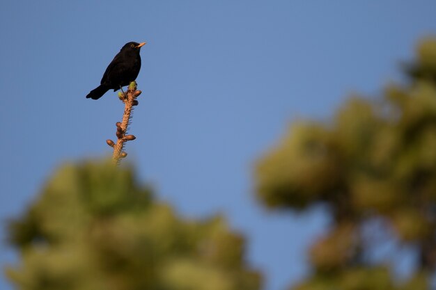 Oiseau noir!